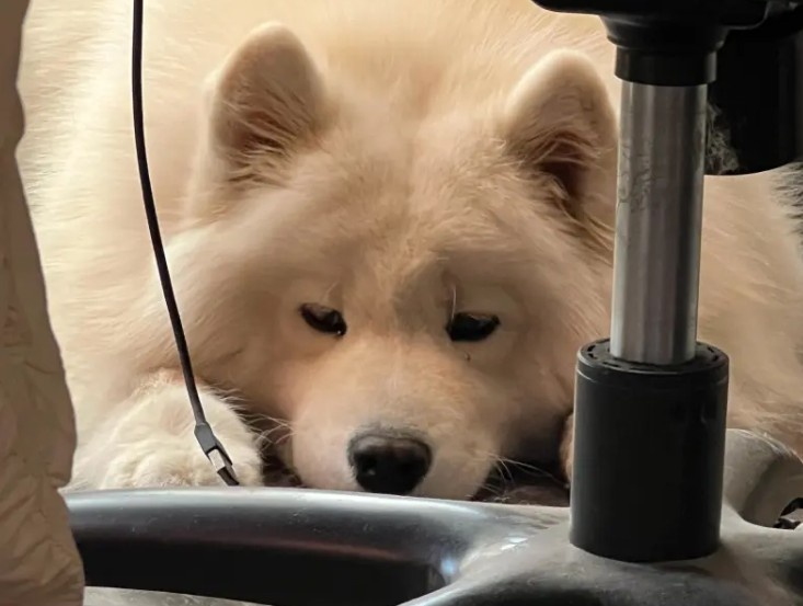 Kael送上新年祝福：新年快乐，祝大家每天开心吧